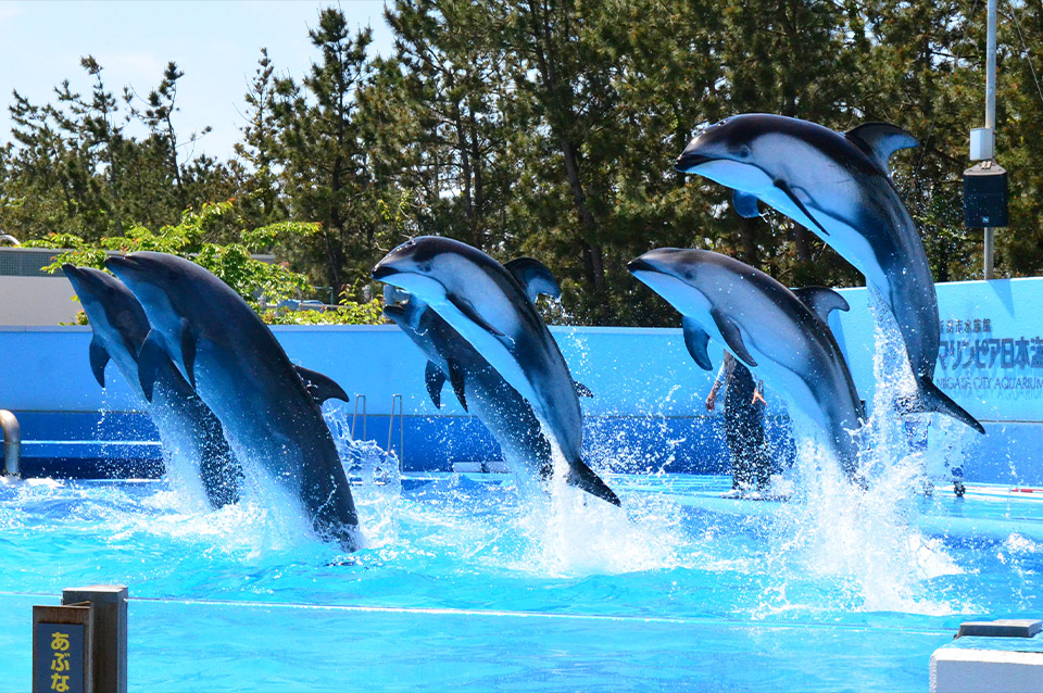 新潟市水族館マリンピア日本海